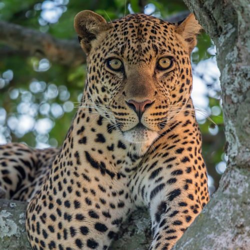 Leopardo su un'acacia in Tanzania, Serengeti