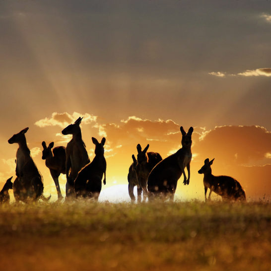 Australian,Outback,Kangaroo,Series
