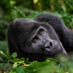 Gorilla che guarda in fotocamera nella Bwindi Impenetrable forest durante un Safari in Africa Uganda Cividin Viaggi
