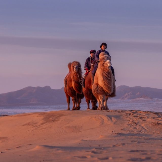 Mini-gobi,Desert,tasarkhai,mongolia,11,January,2023,:,The,Two-humped,Bactrian,Camel