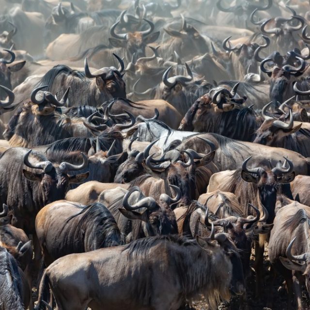 It,Is,A,Picture,Big,Herd,Of,Wildebeest.,These,Are