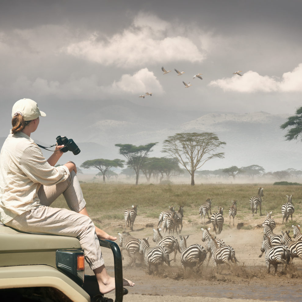 Woman,Tourist,On,Safari,In,Africa,,Traveling,By,Car,In signora che fa safari e osserva le zebre